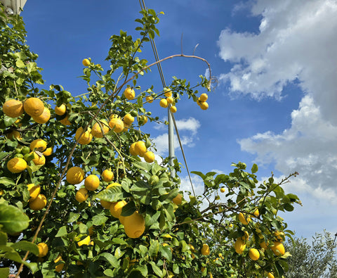 Authentic Sicilian Lemons