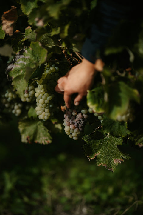 Hand-Selected Organic Grapes